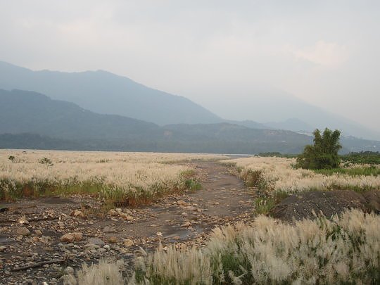 三地門隘寮溪秋芒