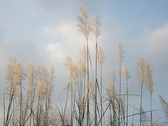 三地門隘寮溪秋芒2