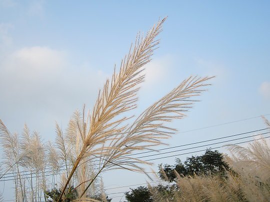 三地門隘寮溪秋芒3