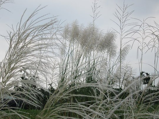 三地門隘寮溪秋芒5