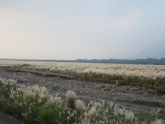 三地門隘寮溪秋芒6