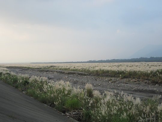 三地門隘寮溪秋芒10