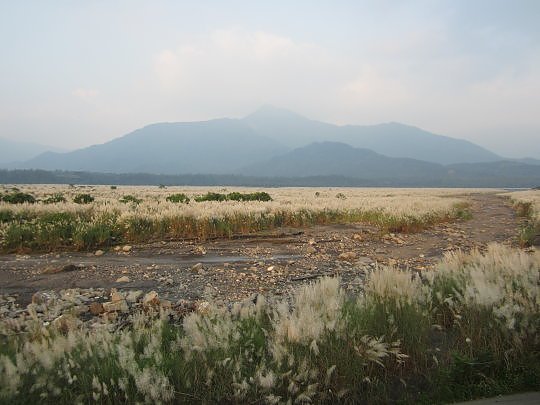 三地門隘寮溪秋芒11