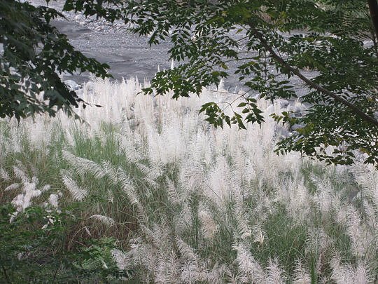 三地門隘寮溪芒花7