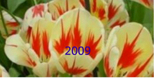新年快樂1.gif