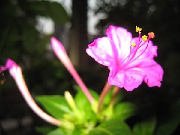 煮飯花