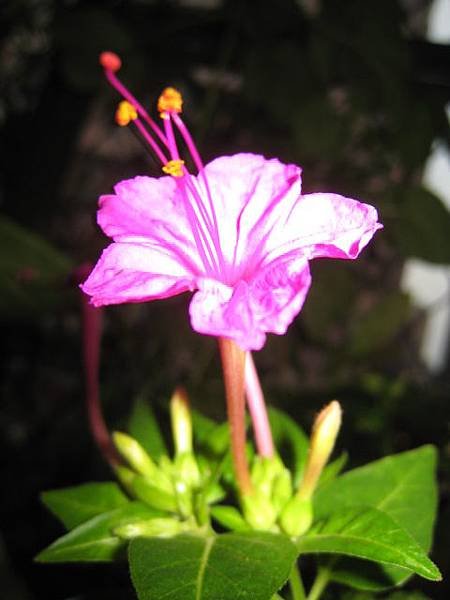 煮飯花