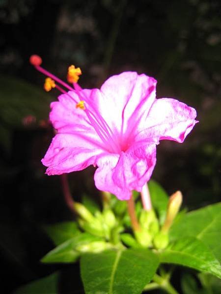 煮飯花