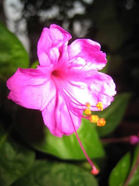 煮飯花