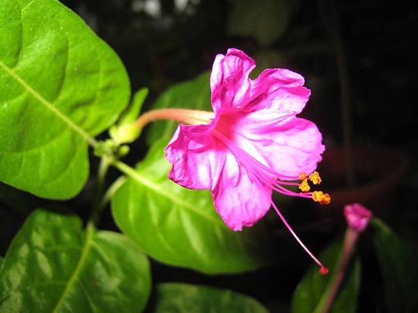 煮飯花