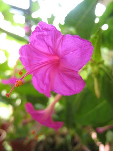 煮飯花