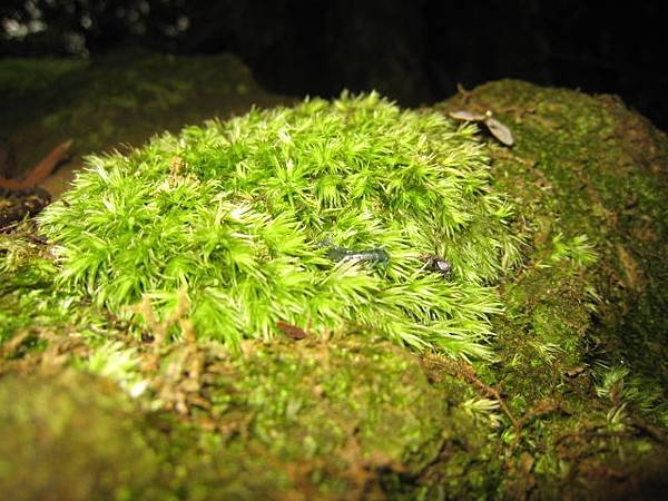 十一月植物生態