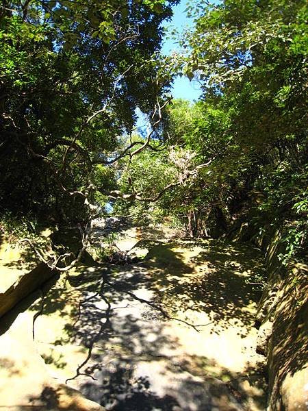 金面山步道~隨拍