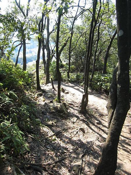 金面山步道~隨拍