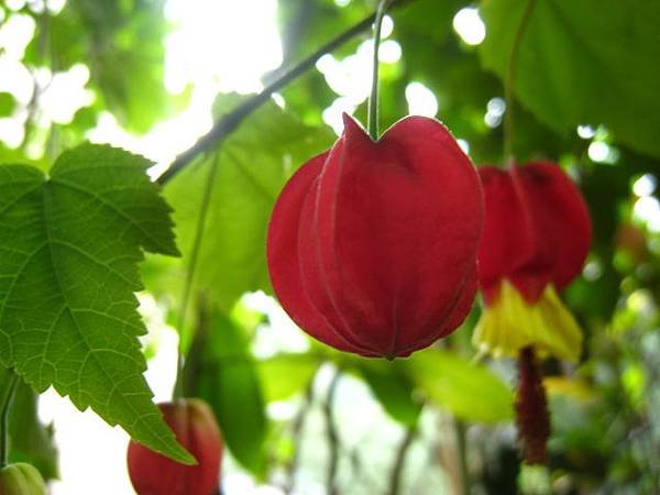 蔓性風鈴花
