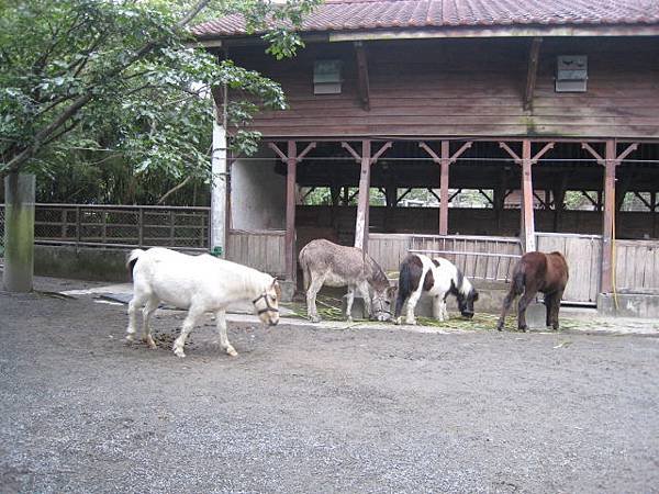 迷你馬
