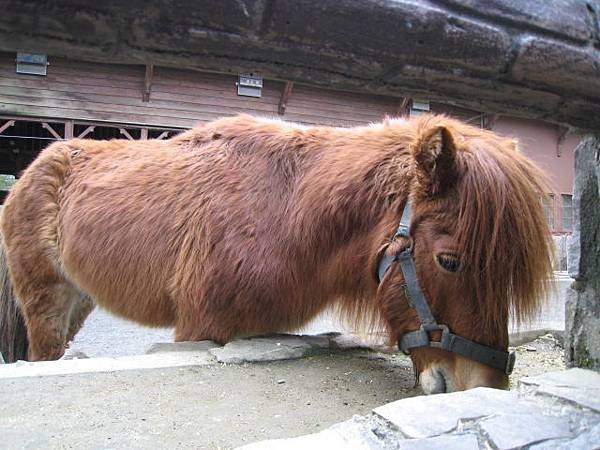 迷你馬