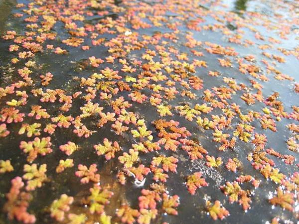 植物園~隨拍