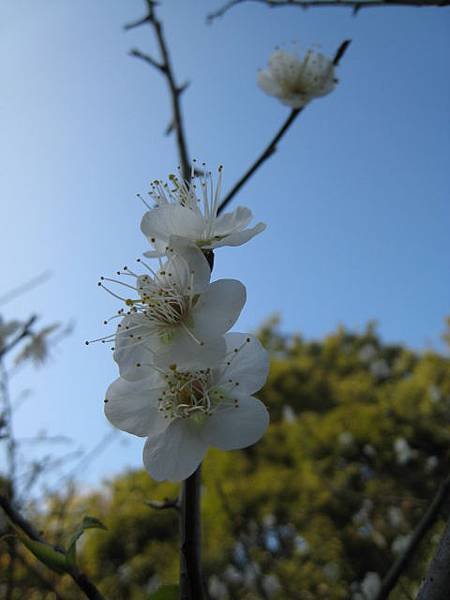 梅花