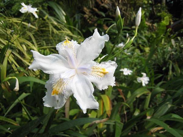 日本鳶尾花