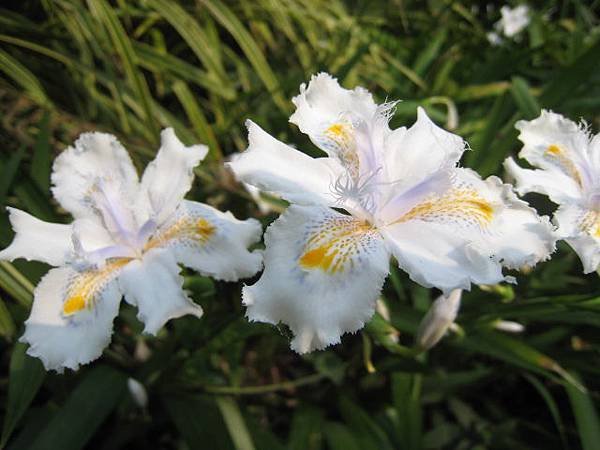 日本鳶尾花