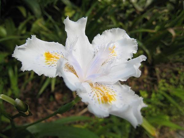 日本鳶尾花