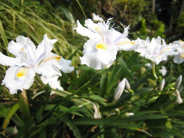 日本鳶尾花