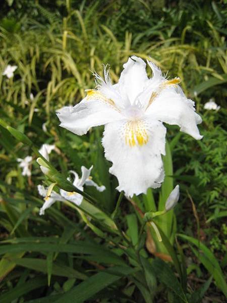 日本鳶尾花