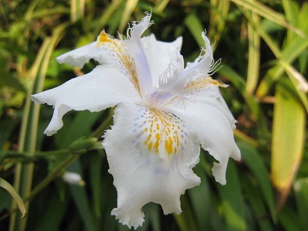 日本鳶尾花