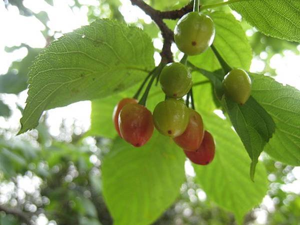 櫻花果