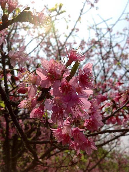 山櫻花