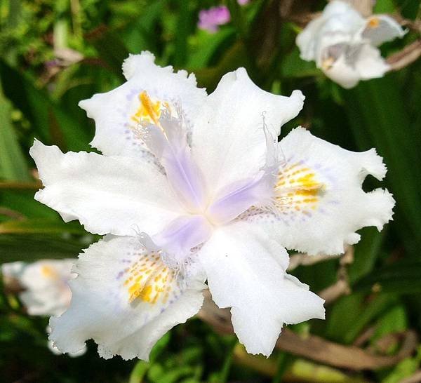 日本鳶尾花