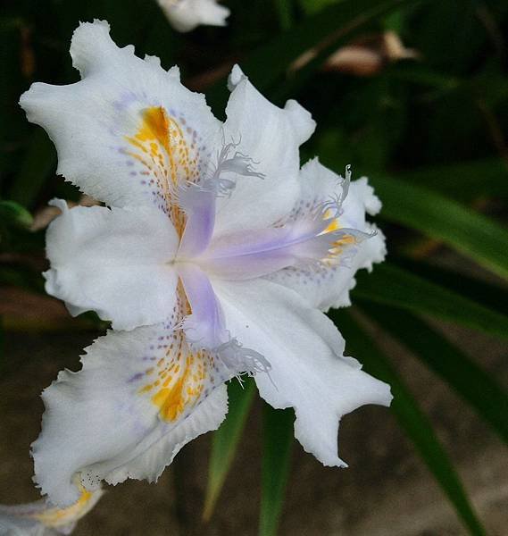 日本鳶尾花