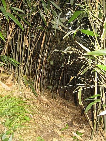 箭竹林步道~隨拍