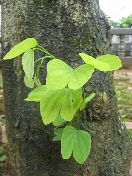 竹林山寺公園~隨拍