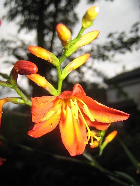 射干菖蒲