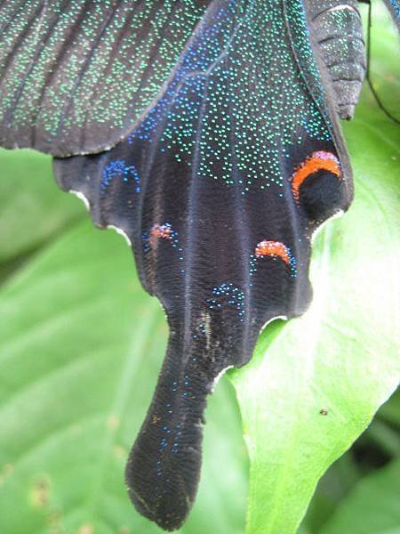 烏鴉鳳蝶