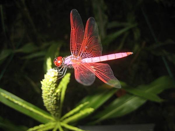 紅蜻蜓