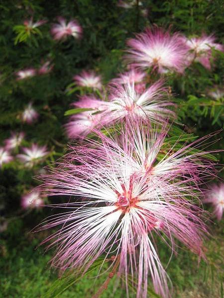 粉撲花