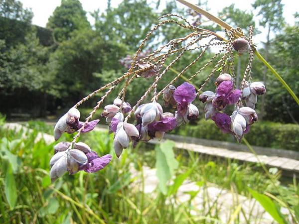 水竹芋