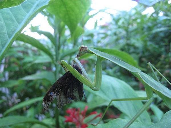 螳螂~捕食