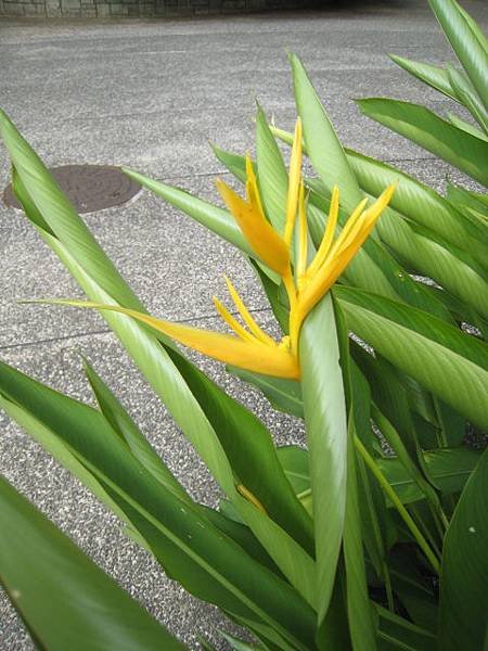 黃麗鳥蕉