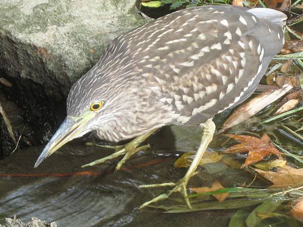 麻鷺~亞成鳥