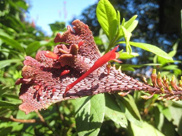 紅樓花~花序