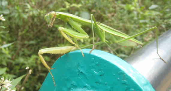 大螳螂