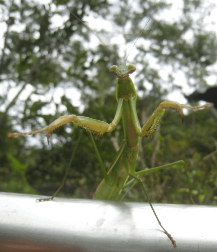 大螳螂