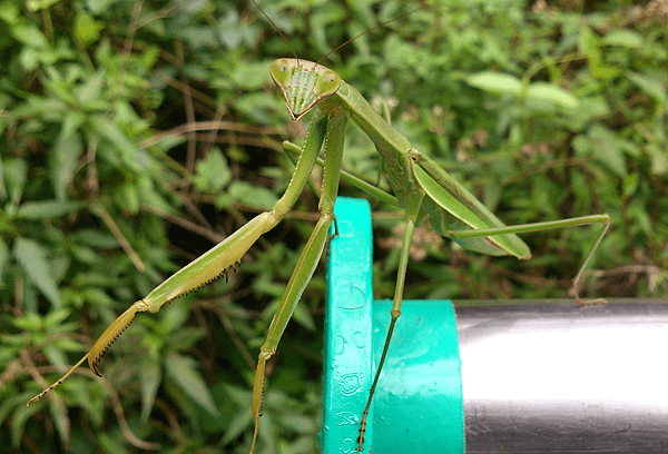 大螳螂