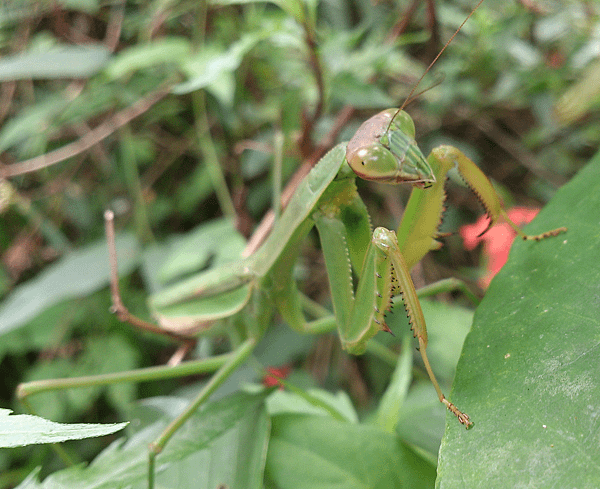 大螳螂