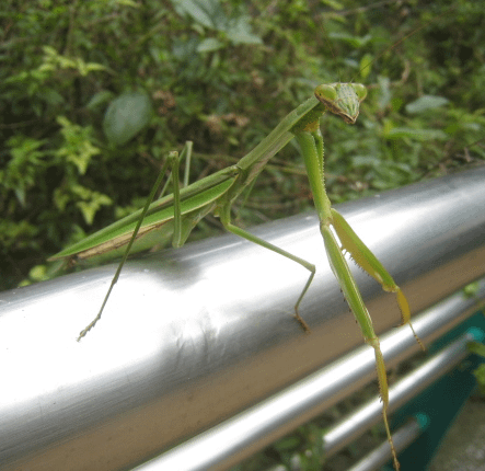 大螳螂