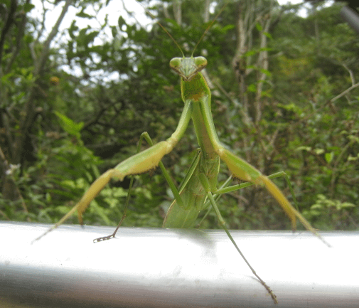 大螳螂